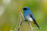 <i>(Eumyias indigo)</i> <br />Indigo Warbling-flycatcher