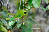 <i>(Chloropsis kinabaluensis)</i><br />*Bornean Leafbird