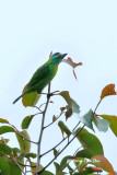 <i>(Psilopogon eximus)</i><br />*Bornean Barbet