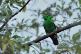 <i>(Calyptomena whiteheadi)</i><br />*Whiteheads Broadbill ♂