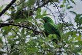 <i>(Calyptomena whiteheadi)</i><br />*Whiteheads Broadbill ♀