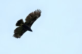 <i>(Nisaetus limnaeetus)</i><br />Changeable Hawk-eagle - Dark Morph