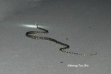 <i>(Boiga cynodon)</i> <br /> Dog-toothed Cat Snake