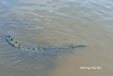 <i>(Crocodylus porosus)</i><br /> Estuarine Crocodile
