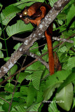 (Petaurista petaurista) Red Giant Flying Squirrel