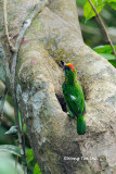 <i>(Psilopogon mystacophanos)</i><br />Red-throated Barbet ♂