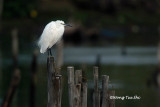 <i>(Egretta garzetta)</i> <br />Little Egret