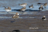 <i>(Anarhynchus alexandrinus)</i> <br />Kentish Plover