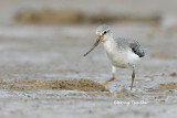 <i>(Xenus  cinereus)</i> <br />Terek Sandpiper