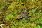 (Leptobrachella baluensis) Kinabalu Dwarf Litter Frog