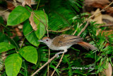 <i>(Malacopteron magnum saba)</i><br /> Rufous-crowned Babbler