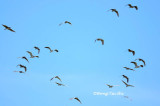 <i>(Nycticorax nycticorax nycticorax)</i> <br />Black Crowned Night Heron