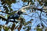 <i>(Anthracoceros malayanus deminutus)</i><br /> Black Hornbill ♂