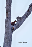 (Petaurista petaurista) Red Giant Flying Squirrel