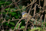 <i>(Stachyris nigriceps borneensis)</i><br />Grey-throated Babbler