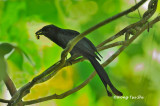 <i>(Dicrurus paradiseus)</i> <br />Greater Racket-tailed Drongo