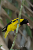 <i>(Oriolus xanthornus)</i><br /> Black-hooded Oriole