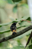 <i>(Copsychus pyrropygus)</i><br /> Rufous-tailed Shama ♂