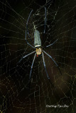 <i>(Nephila pilipes)</i><br /> Golden Web Spider ♀