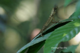(Aphaniotis ornata) Ornate Shrub Lizard