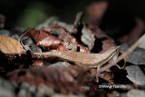 <i>(Mabuya rudis)</i><br /> Black-banded Skink