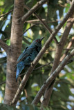 <i>(Irena puella criniger)</i><br /> Asian Fairy Bluebird - immature male