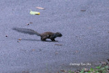 <i>(Sundasciurus hippurus)</i><br /> Horse-tailed Squirrel