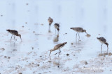 <i>(Limosa limosa)</i><br /> Black-tailed Godwit