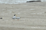 <i>(Sternula albifrons)</i><br /> Little Tern