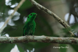 <i>(Calyptomena viridis)</i><br /> Green Broadbill ♂