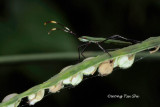 <i>(</i>Coreidae, <i>Homoeocerus sp.)[B]</i><br />Leaf-footed Bug