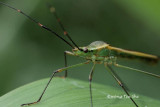 <i>(</i>Coreidae, <i>Homoeocerus sp.)[B]</i><br />Leaf-footed Bug