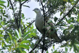 <i>(Ducula badia)</i><br /> Mountain Imperial Pigeon