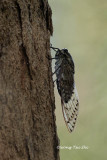 (Cicadidae, sp.)[B]True Cicada