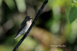 <i>(Muscicapa sibirica)</i><br /> Dark-sided Flycatcher