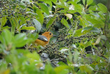 <i>(Geokichla citrina aurata)</i> <br />  Orange-headed Thrush ♂