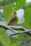 <i>(Pycnonotus montis)</i><br />*Bornean Bulbul