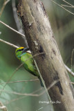 <i>(Psilopogon henricii)</i><br /> Yellow-crowned Barbet