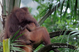(Pongo pygmaeus)Orang-Utan