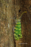 (Fulgoridae, Pyrops sidereus)  Lantern Bug