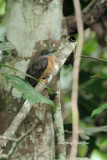 <i>(Cacomantis sepulcralis)</i><br /> Sunda Brush Cuckoo