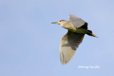 <i>(Nycticorax nycticorax nycticorax)</i> <br />Black Crowned Night Heron