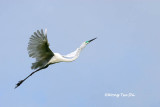 <i>(Ardea modesta)</i> <br />Eastern Great Egret