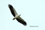 <i>(Icthyophaga leucogaster)</i><br />White-bellied Fish-eagle