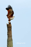 <i>(Haliastur indus)</i><br />Brahminy Kite