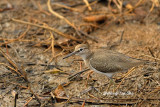 <i>(Actitis hypoleucos)</i> <br />Common Sandpiper