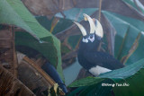 <I>(Anthracoceros albirostris convexus)</I><br /> Oriental Pied Hornbill ♂