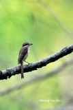 Shrikes and Wood-swallow