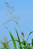 <i>(Lonchura oryzivora)</i> <br />Java Sparrow