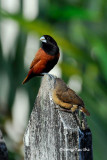 <i>(Lonchura articapilla)</i> <br /> Black-headed Munia